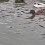 Drakes Bantom roosters Image 7