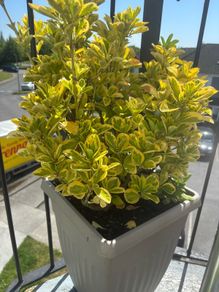 plants