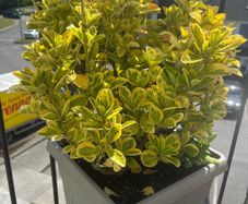 plants