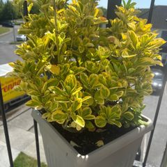 plants