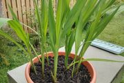 Gladioli Mixed