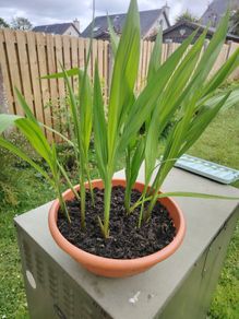 Gladioli Mixed