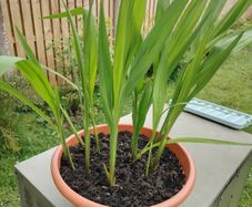 Gladioli Mixed