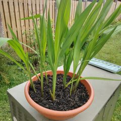 Gladioli Mixed