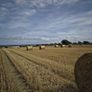 ## Wheaten Straw## Image 2