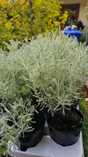 Large Plants and Shrubs
