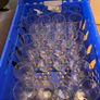 Variety of pint glass Image 2