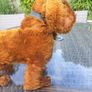 antique toy stuffed dog.  made in ireland Image 9