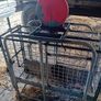 Sheep Weighing Scales Image 2