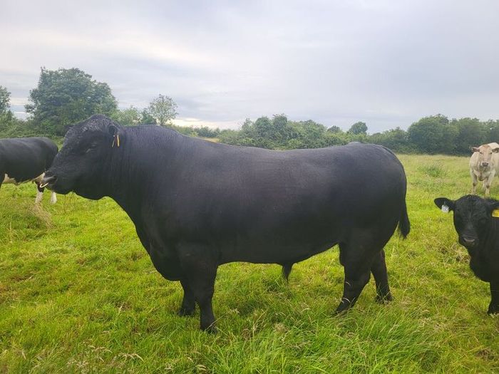 Angus Bull