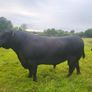 Angus Bull Image 7