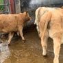 24 super 380kg charlaois heifers Image 10