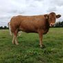 In calf Limousin heifers Image 5