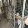 Dog Cage Image 6