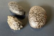 Natural coral fossil stones