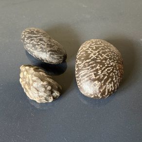 Natural coral fossil stones