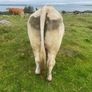 Charolais bull Image 5
