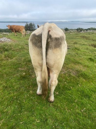 Charolais bull