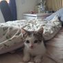 Kitten Image 3