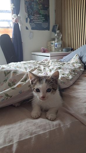 Kitten
