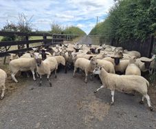Ewe Hoggets for sale