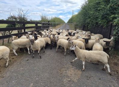Ewe Hoggets for sale