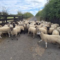 Ewe Hoggets for sale