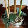 Tall Imitation Orchid Plant Image 2