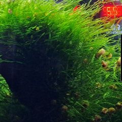 Java Moss
