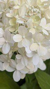 Hydrangea