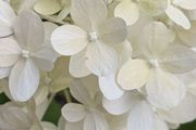 Hydrangea