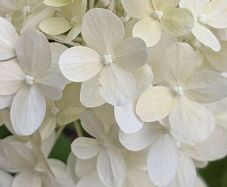 Hydrangea