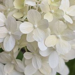 Hydrangea