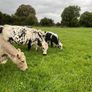 Suckler cows and calves Organic Speckle Park Image 4