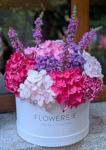 Hydrangea
