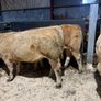 Beef heifers Image 2