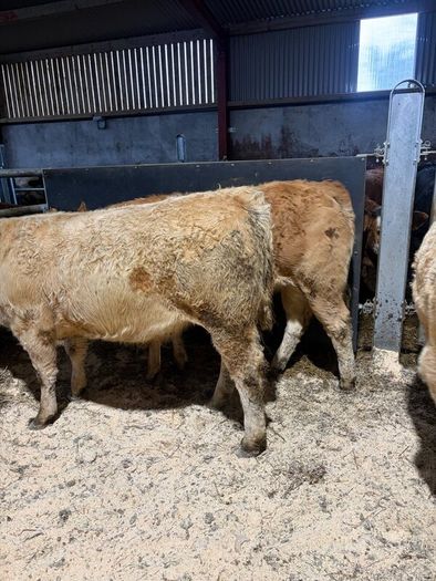 Beef heifers