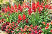 9 Red Flowering Summer Collection