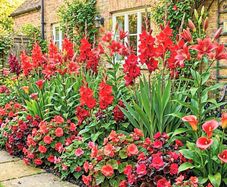 9 Red Flowering Summer Collection