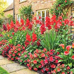 9 Red Flowering Summer Collection