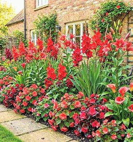9 Red Flowering Summer Collection