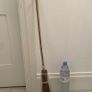 Witch's broom Image 2