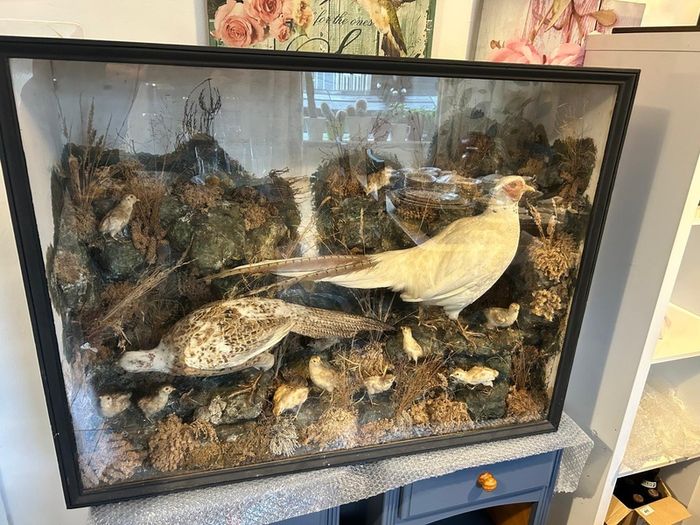 taxidermy pheasants and chicks
