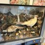 taxidermy pheasants and chicks Image 3