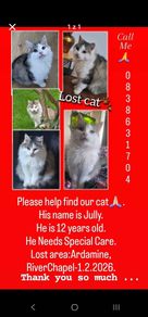 Lost cat