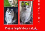 Lost cat