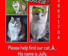 Lost cat
