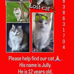 Lost cat