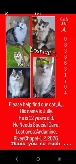 Lost cat