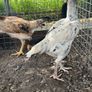 Shamo hens Image 4